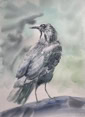 Raven